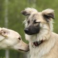 犬の「臭い」はどこ…
