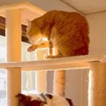 犬が猫と暮らして『…