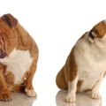 絶対NG！犬との絆が…