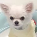 『ごはんなんていら…