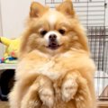 二足歩行で立つ犬に…
