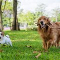『小型犬と大型犬』…