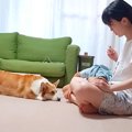 『耳掃除好きな犬』…