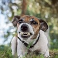 じゃれ合いなの？犬…