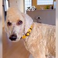 犬の前髪を切りすぎ…