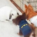 子犬とうさぎを『初…