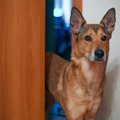 犬の飼い主がタバコ…
