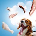 犬にとって必要のな…