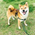 犬がお散歩で出会っ…