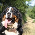 愛犬が他の犬を見つ…