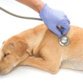 犬が腰を抜かす原因…