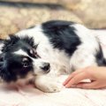 犬を褒めてはいけな…