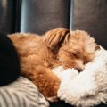 犬のより良い睡眠の…