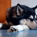 犬が『腰の調子が悪…