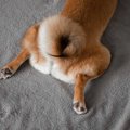 犬の『おなら』が臭…