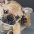 犬が頭や顔を掻くの…