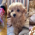 愛犬カノンの避妊手…