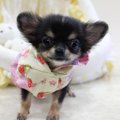 極小犬を飼う時に注…