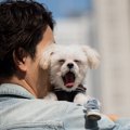 犬に伝わらない『愛…