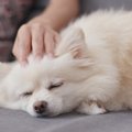犬に寂しい思いをさ…