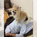 「ふぁぁ～」ヌッシ…