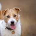 『犬の飼い主は健康…