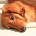犬に『日光浴』が必…