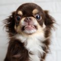 犬が飼い主を愛して…
