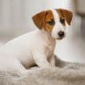 犬がおしっこを我慢…