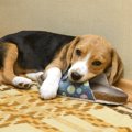 犬が遊びに飽きた時…