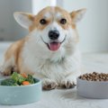 愛犬のご飯は温める…