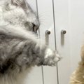 『猫パンチ』をされ…