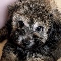 『黒い毛の子犬』を…