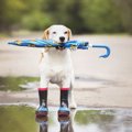 犬に靴を履かせる必…