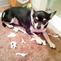 犬を「飼う前」と「…