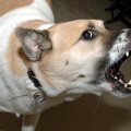 犬の事件はこれだけ…