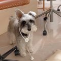似合いすぎ！3歳児に…