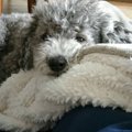 小型犬あるある6選