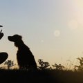 犬のトレーニングは…