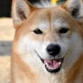 犬が『ありがとう』…
