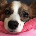 愛犬の取扱説明書 ～…