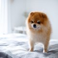 犬が飼い主に『文句…