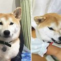 犬の機嫌が悪い！原…