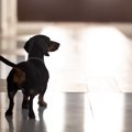犬が分離不安症にな…