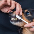 ここはNG？犬が『触…