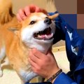 犬がお兄ちゃんと『5…