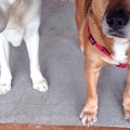 民宿の看板犬を務め…