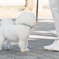 犬が散歩中に『他人…