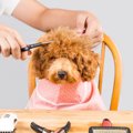 犬がグルーミング嫌…