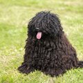 モップみたいな犬種3選